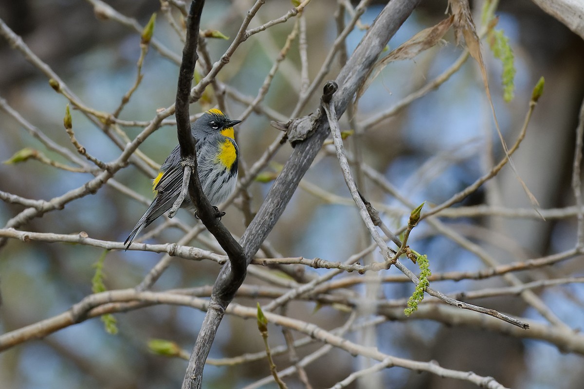 Yellow-rumped Warbler (Audubon's) - Pamela S