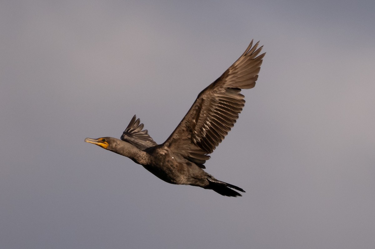 Double-crested Cormorant - William Kelley