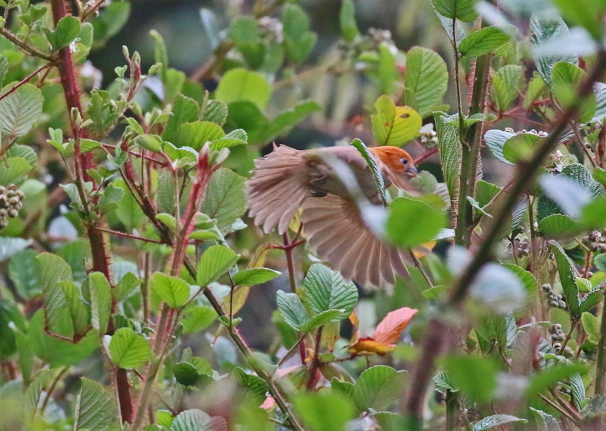 White-breasted Parrotbill - Michael Bird