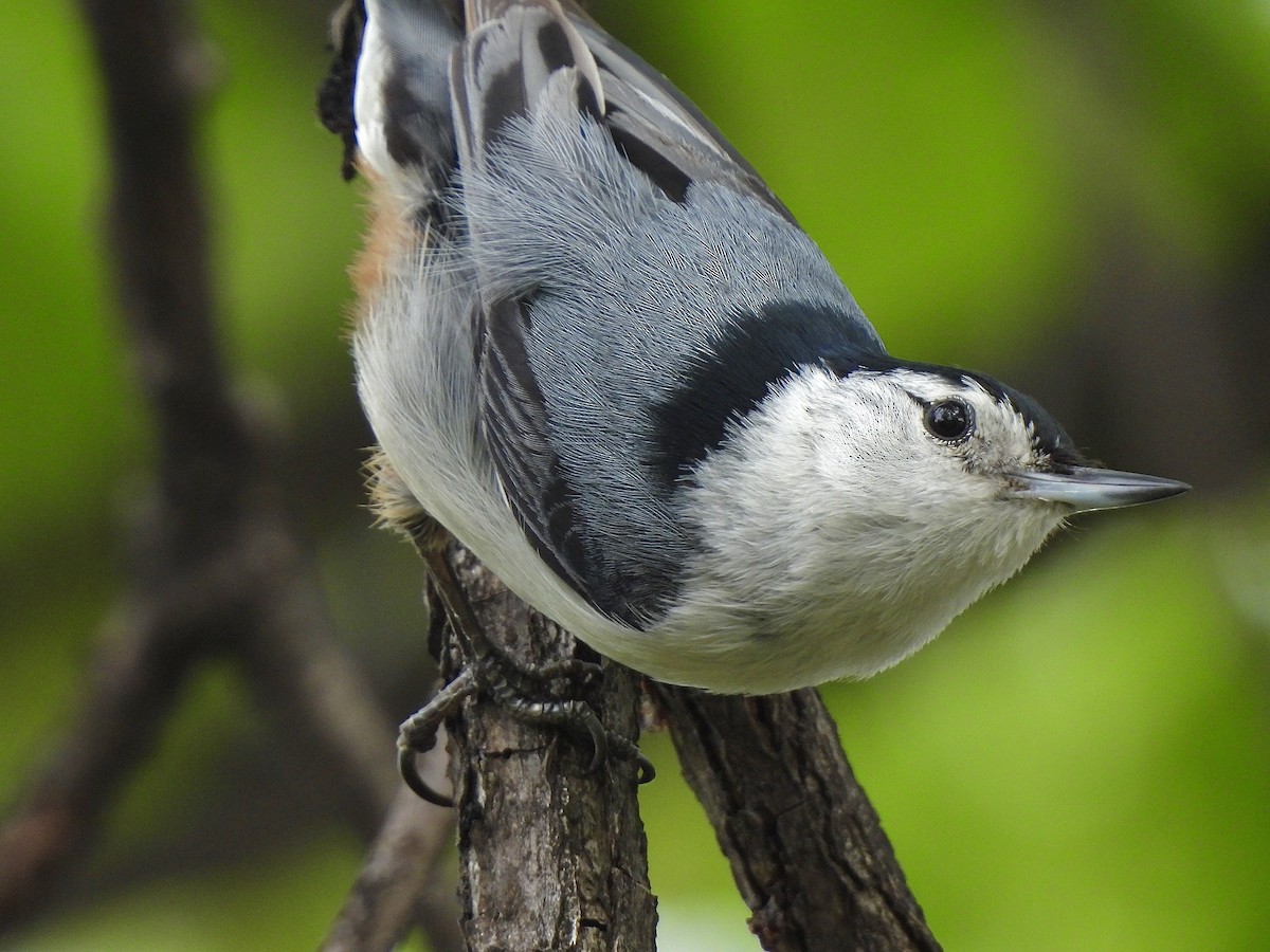 White-breasted Nuthatch - Andrew Whetten