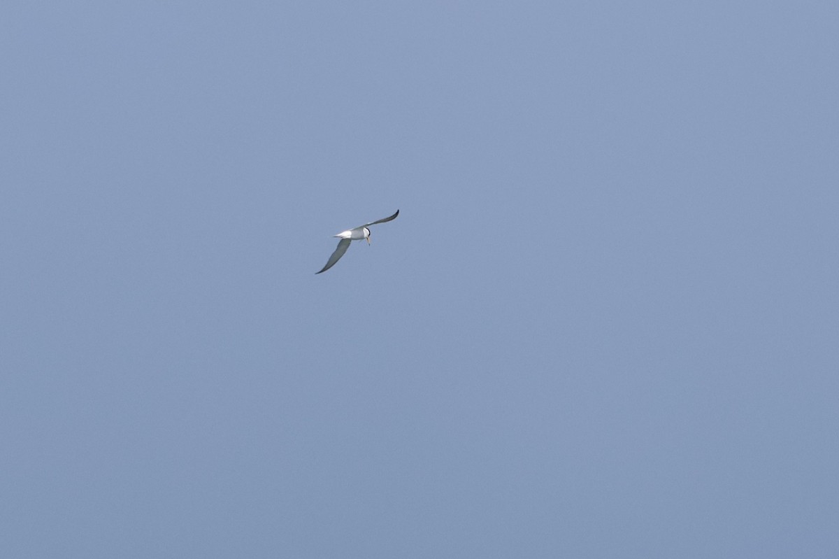 Little Tern - ML618219815