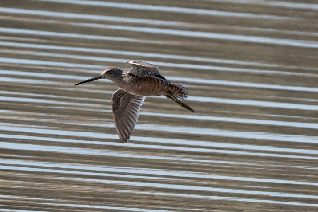 Long-billed Dowitcher - ML618219835