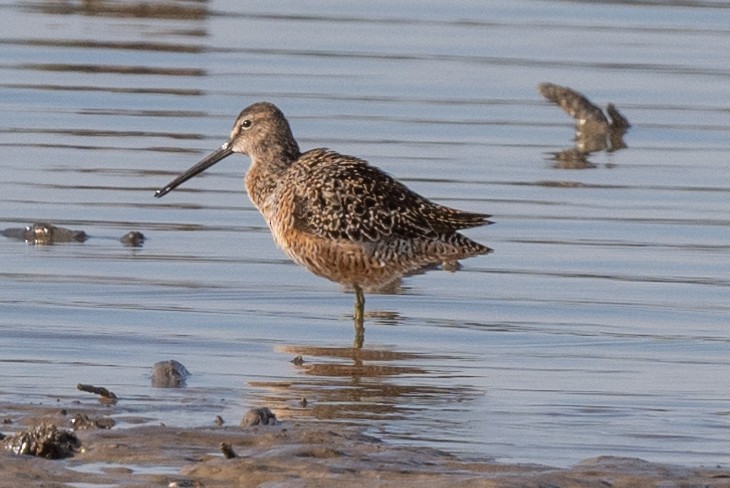 Long-billed Dowitcher - ML618219848