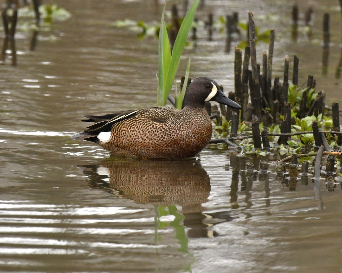 Blue-winged Teal - ML618219853