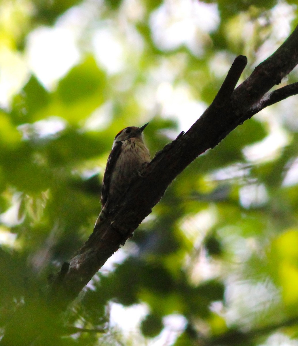 Lesser Spotted Woodpecker - Miska Nyul
