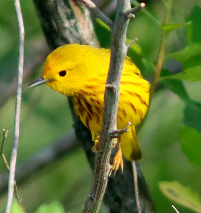 Yellow Warbler - Phillip Wallace