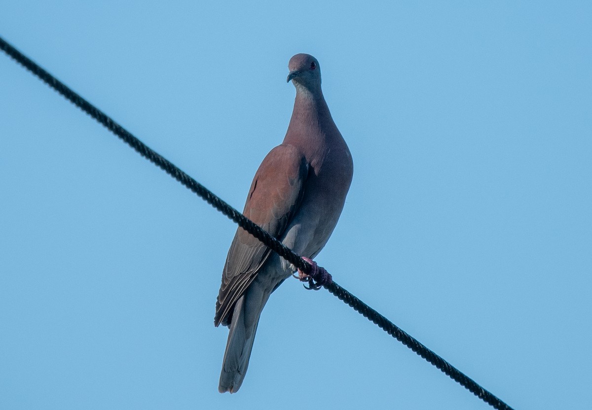Pale-vented Pigeon - ML618219928