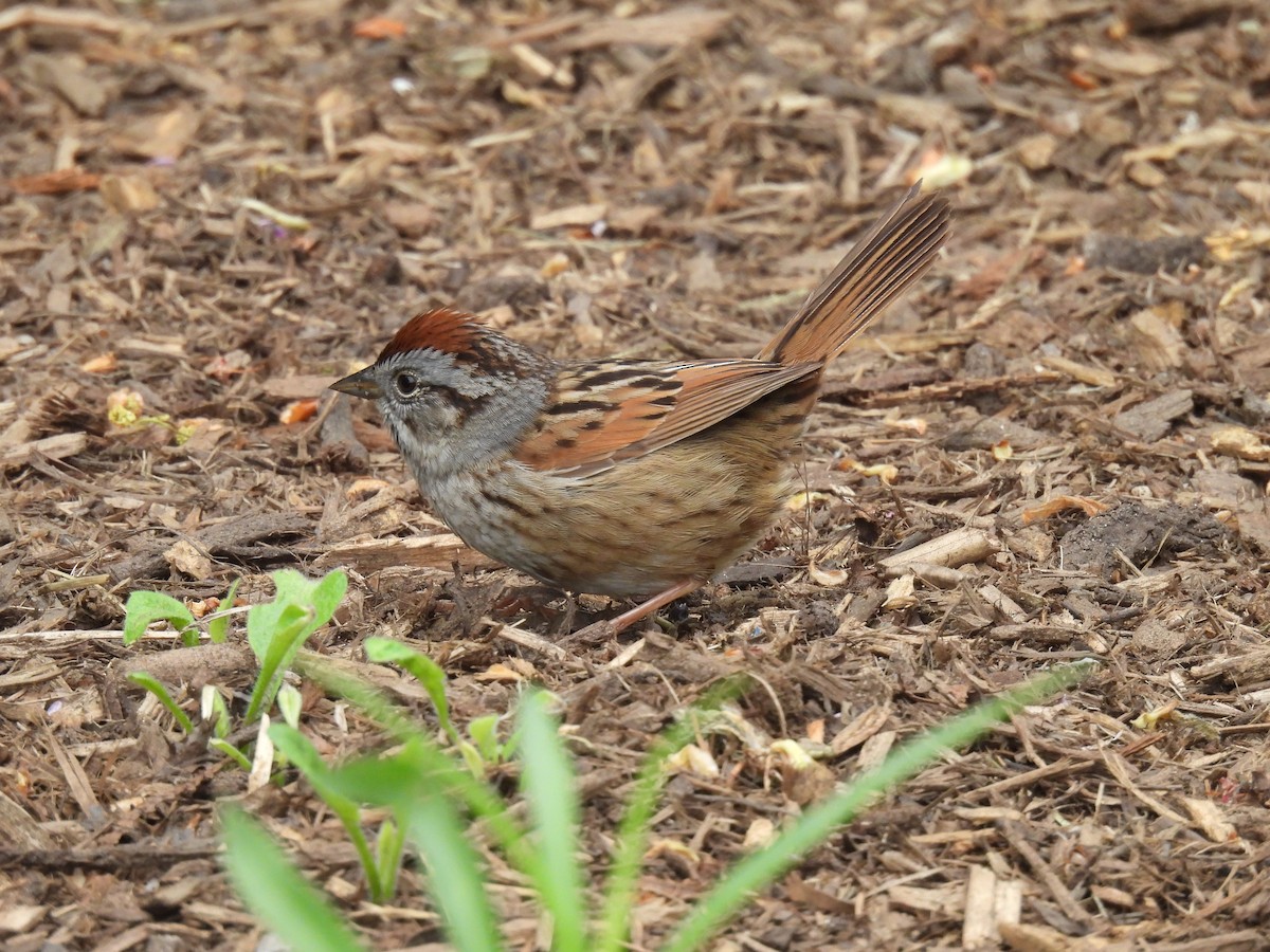 Swamp Sparrow - ML618219932