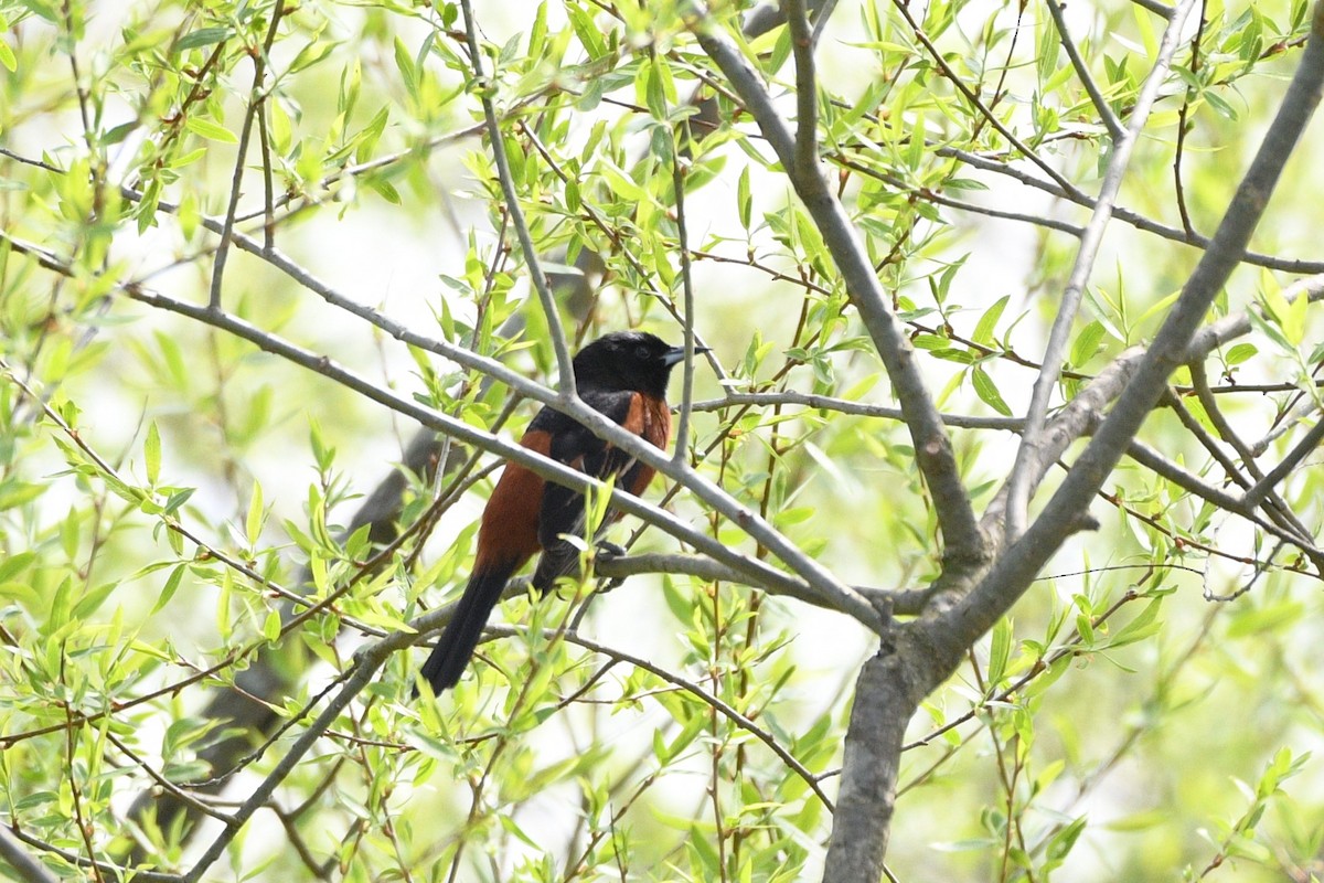 Orchard Oriole - ML618219963