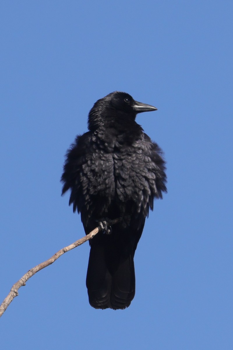 American Crow - ML618219975