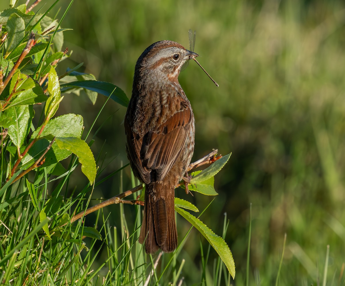 Song Sparrow - Charles Dodd