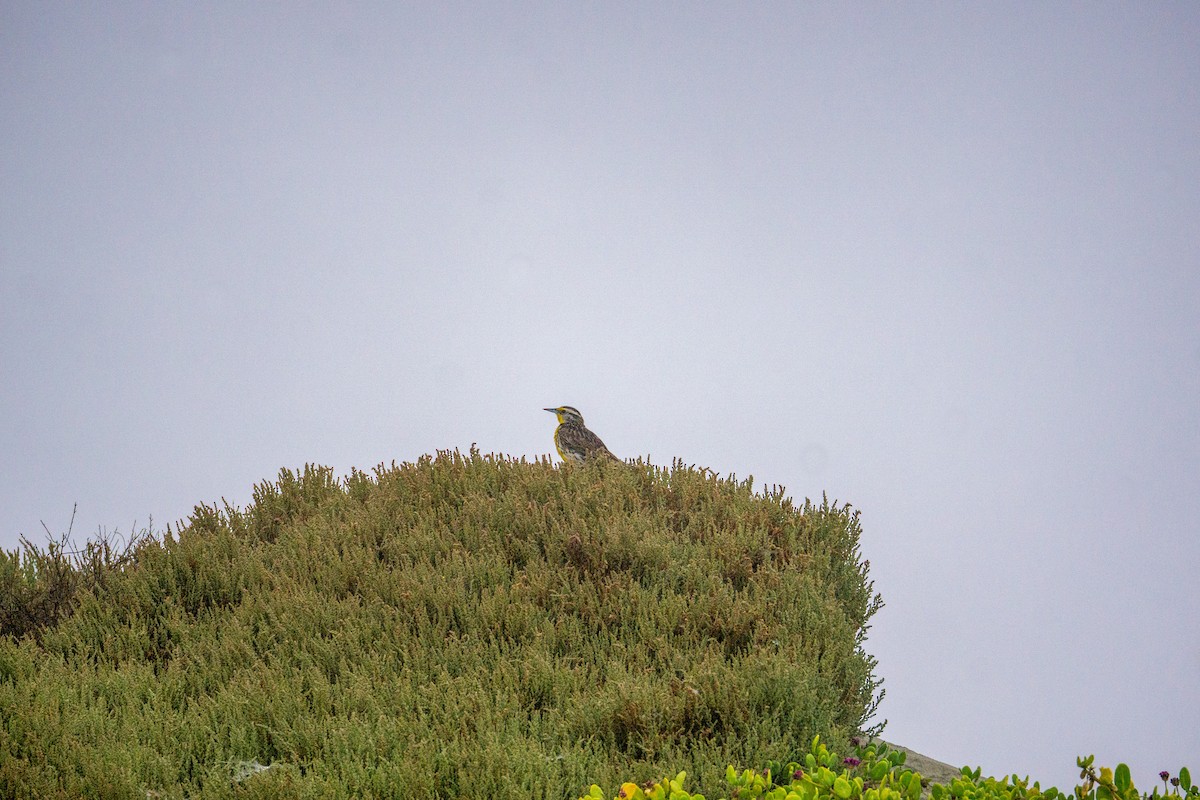 Western Meadowlark - Anthea Barrera leal