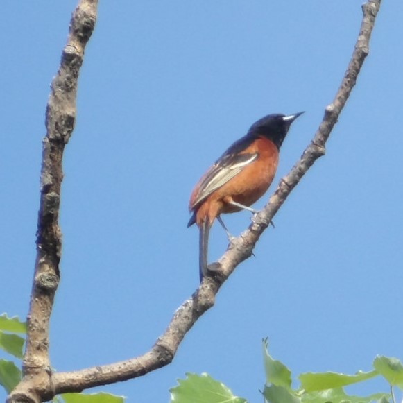 Orchard Oriole - ML618220035