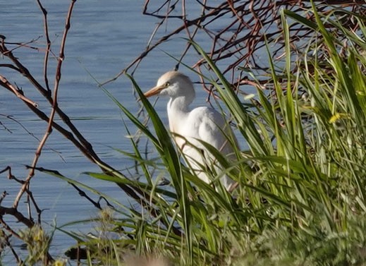 Western Cattle Egret - Cathy Beck