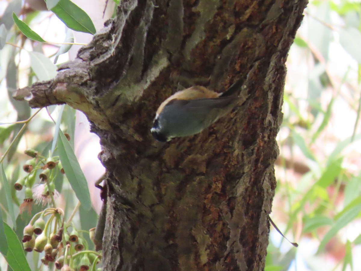 Red-breasted Nuthatch - Charley Herzfeld
