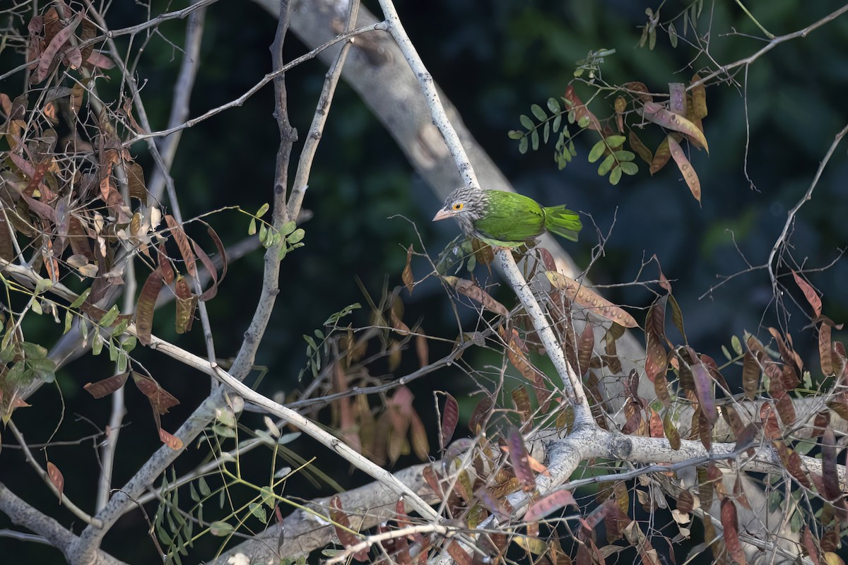 Lineated Barbet - ML618220123