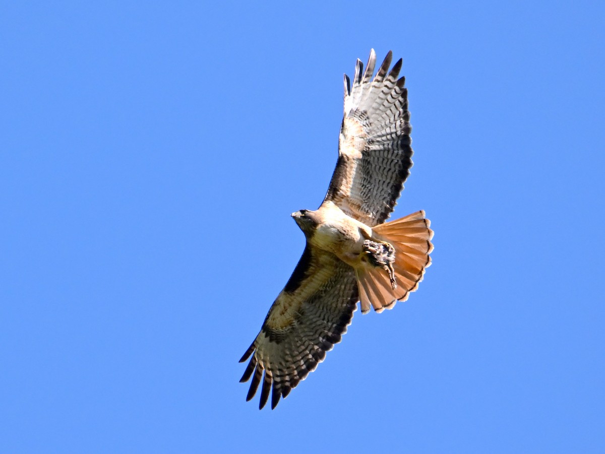 Red-tailed Hawk - ML618220167