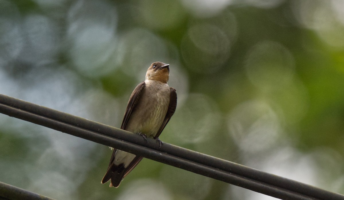 Southern Rough-winged Swallow - ML618220186