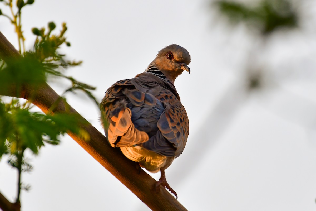 European Turtle-Dove - Watter AlBahry