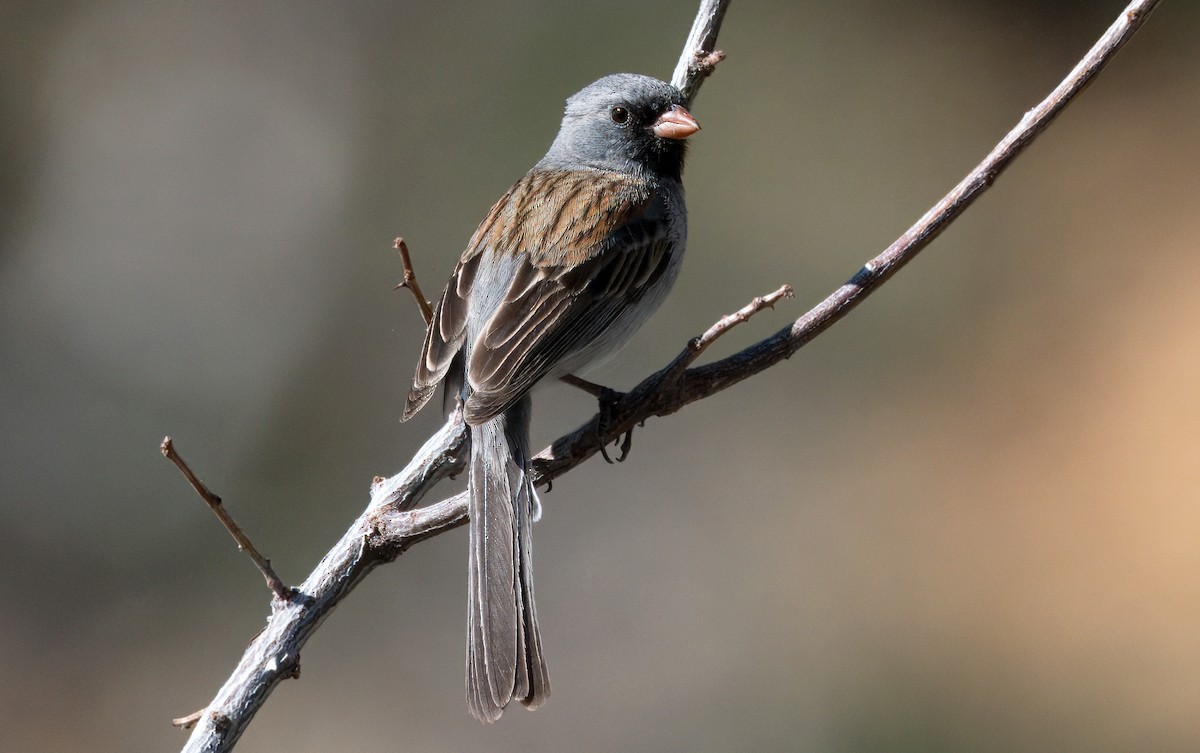 Black-chinned Sparrow - ML618220256