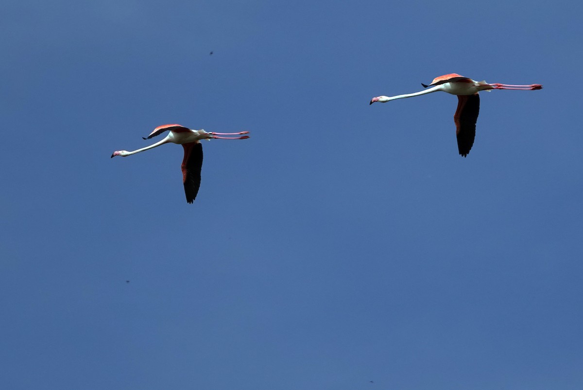 Greater Flamingo - ML618220261