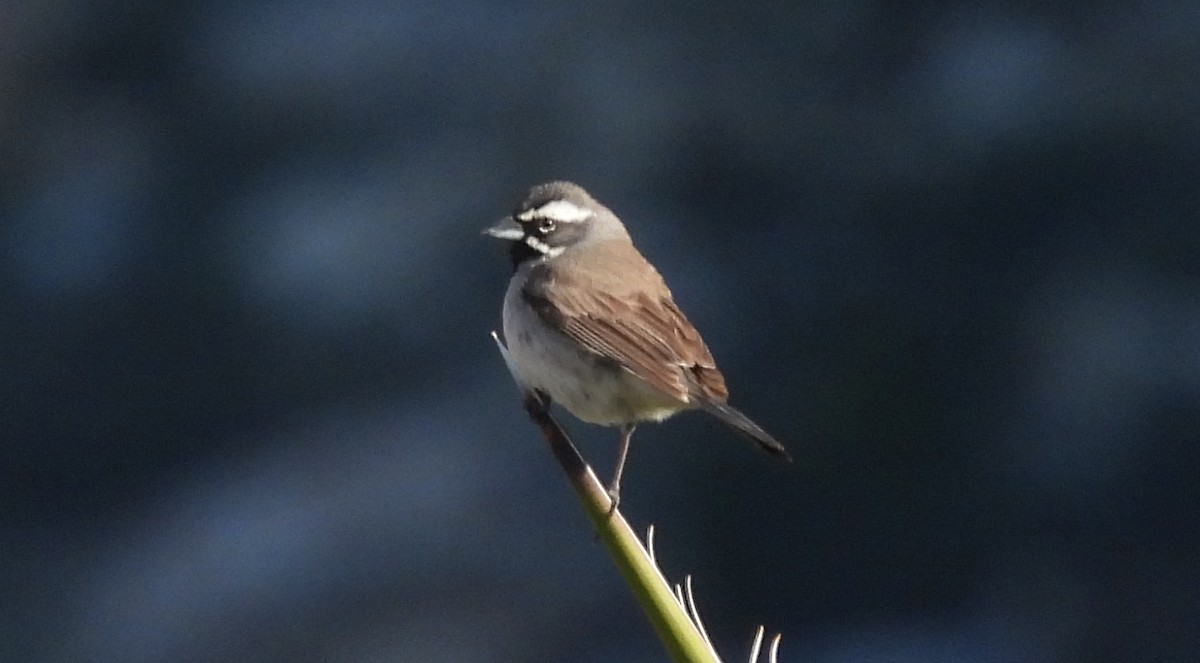 Black-throated Sparrow - ML618220264