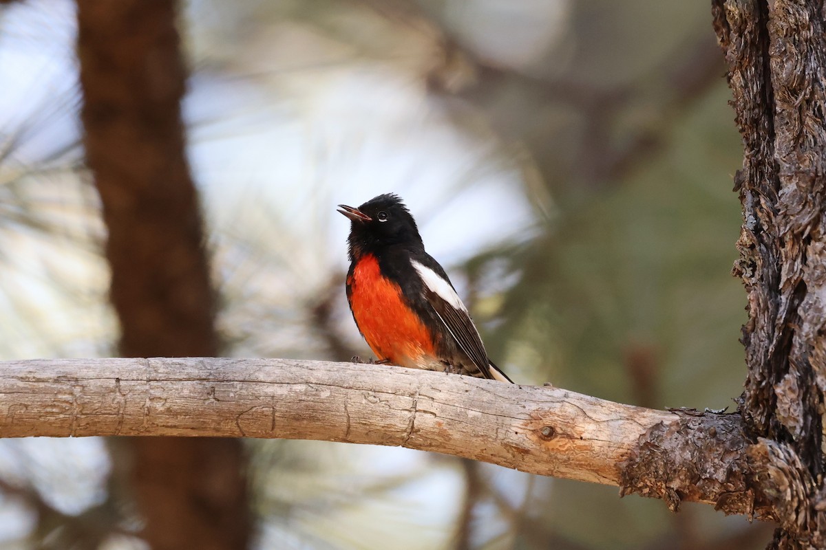 Painted Redstart - Brian Gibbons