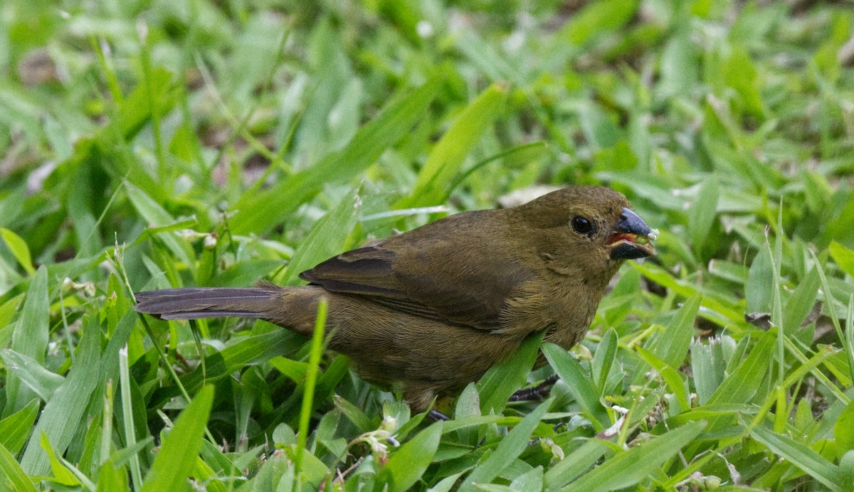Variable Seedeater - ML618220298