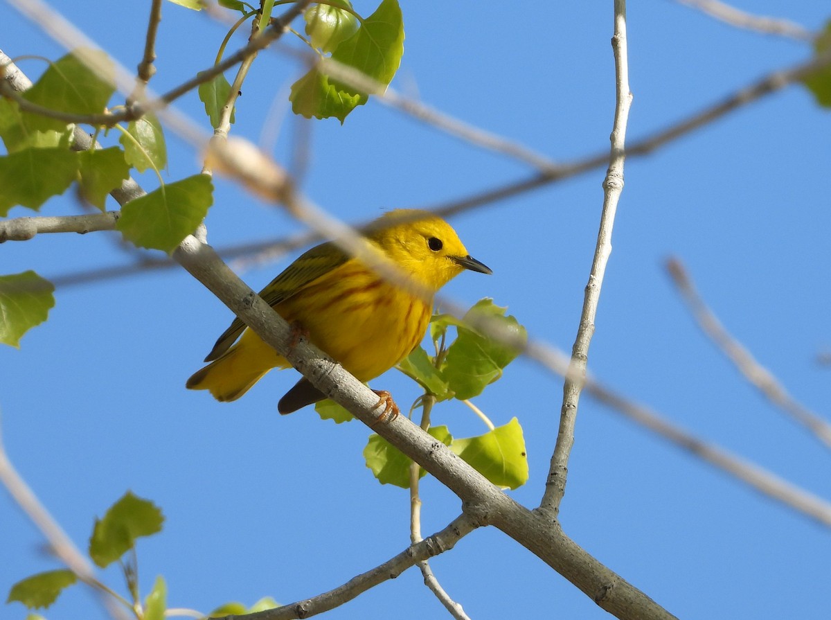 Yellow Warbler - Lori Shuler