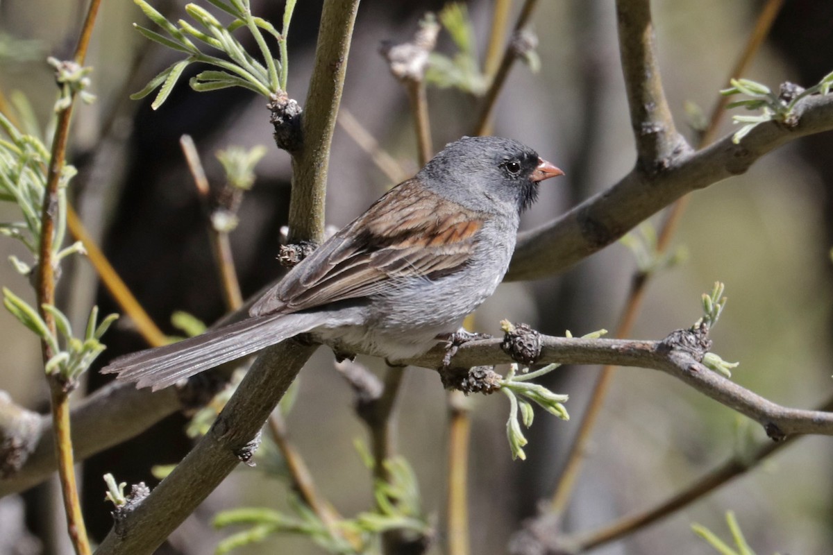 Black-chinned Sparrow - Richard Fray