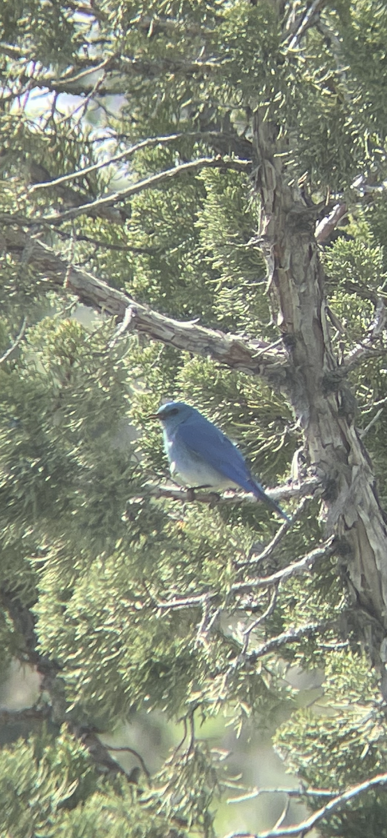Mountain Bluebird - Larsen Birdsong