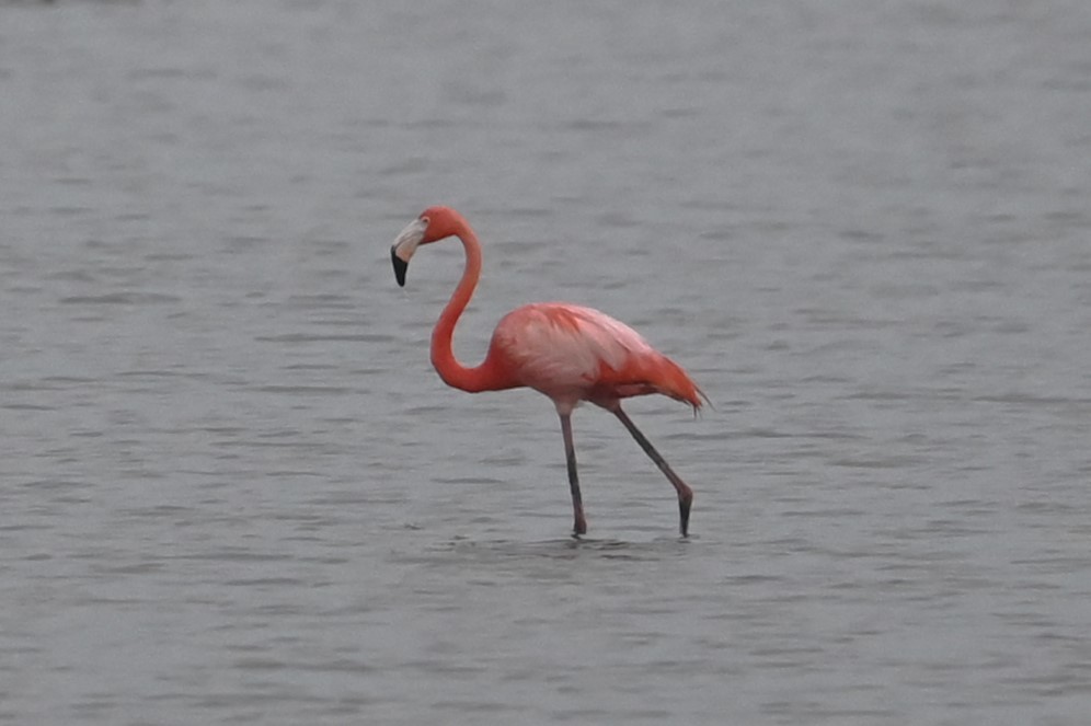 American Flamingo - Mike Rome