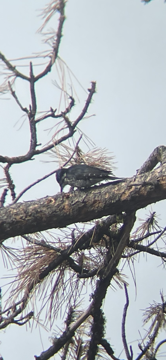 Black-backed Woodpecker - Larsen Birdsong