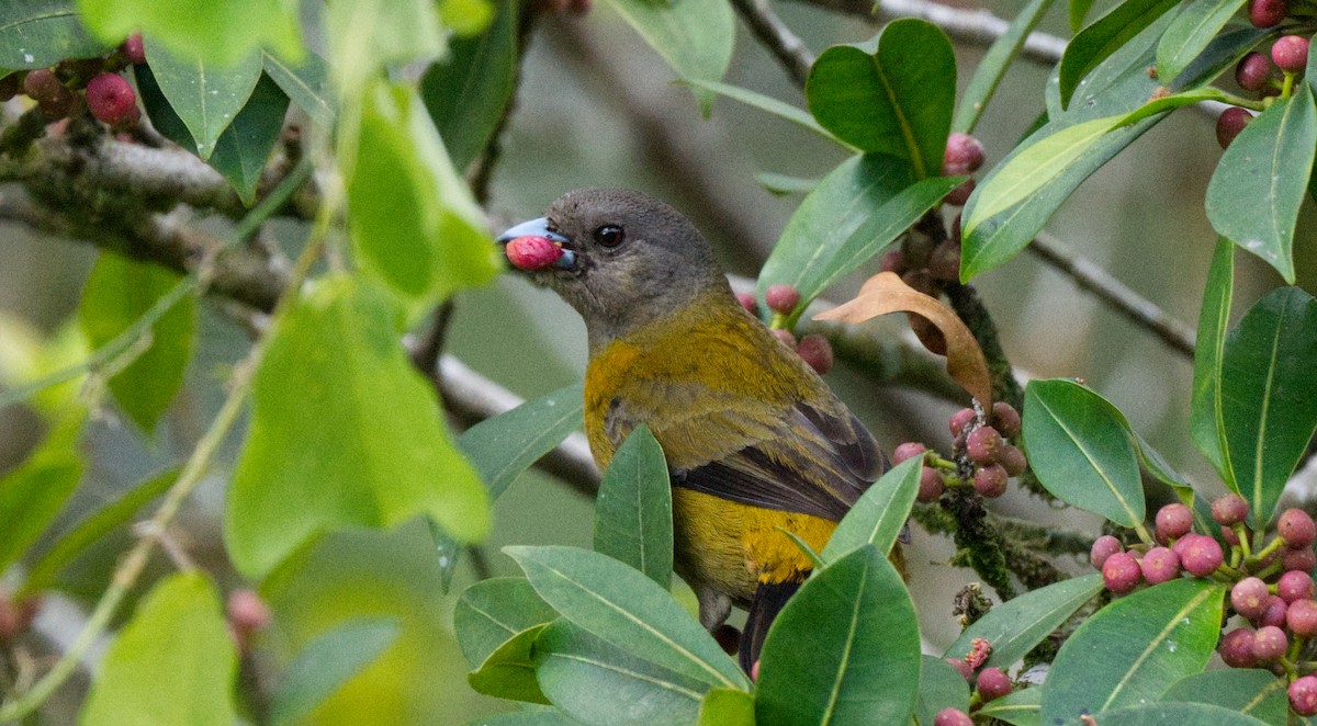 Scarlet-rumped Tanager - ML618220488