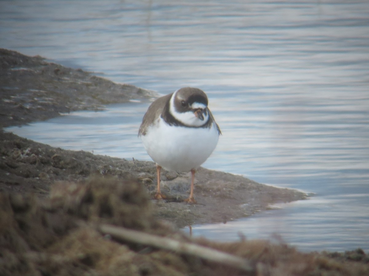 Semipalmated Plover - ML618220528