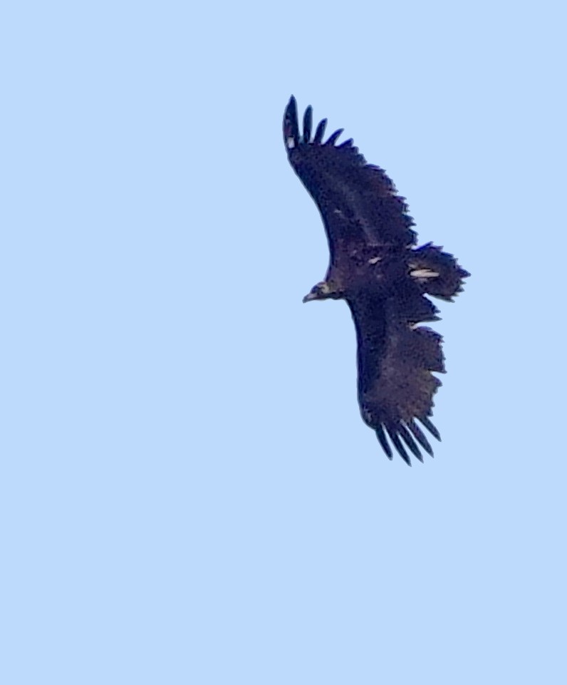 Cinereous Vulture - ML618220532