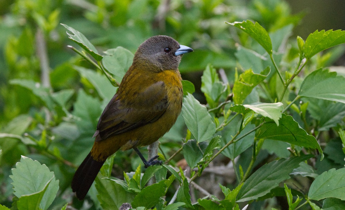 Scarlet-rumped Tanager - ML618220566