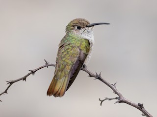  - Spot-throated Hummingbird