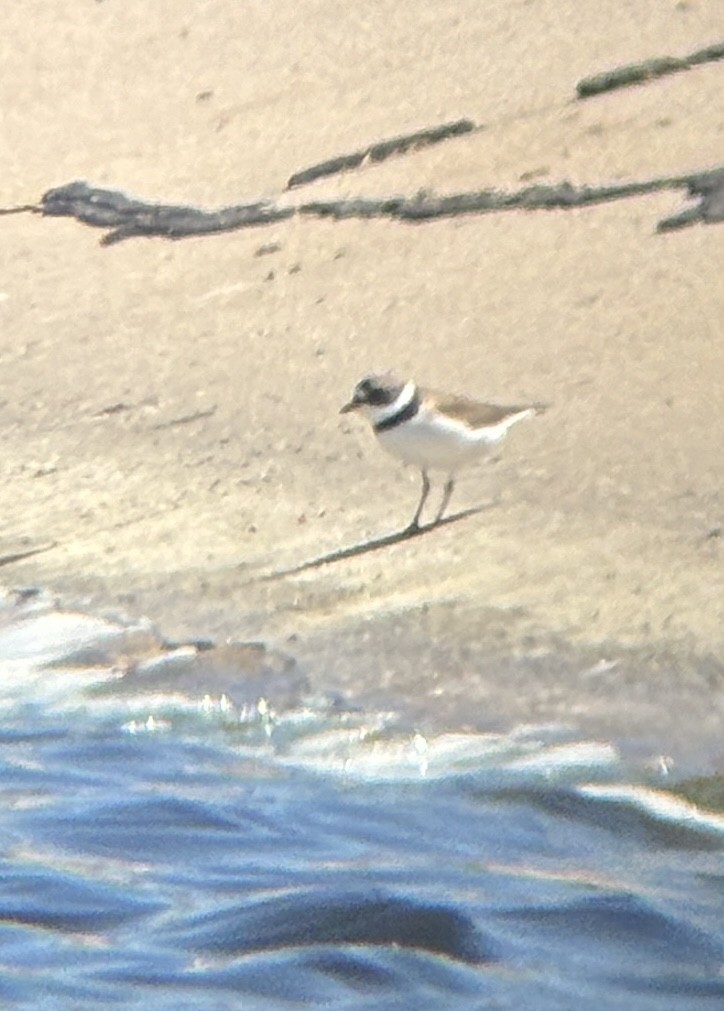 Semipalmated Plover - Colin Dillingham