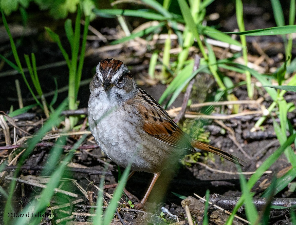 Swamp Sparrow - ML618220658