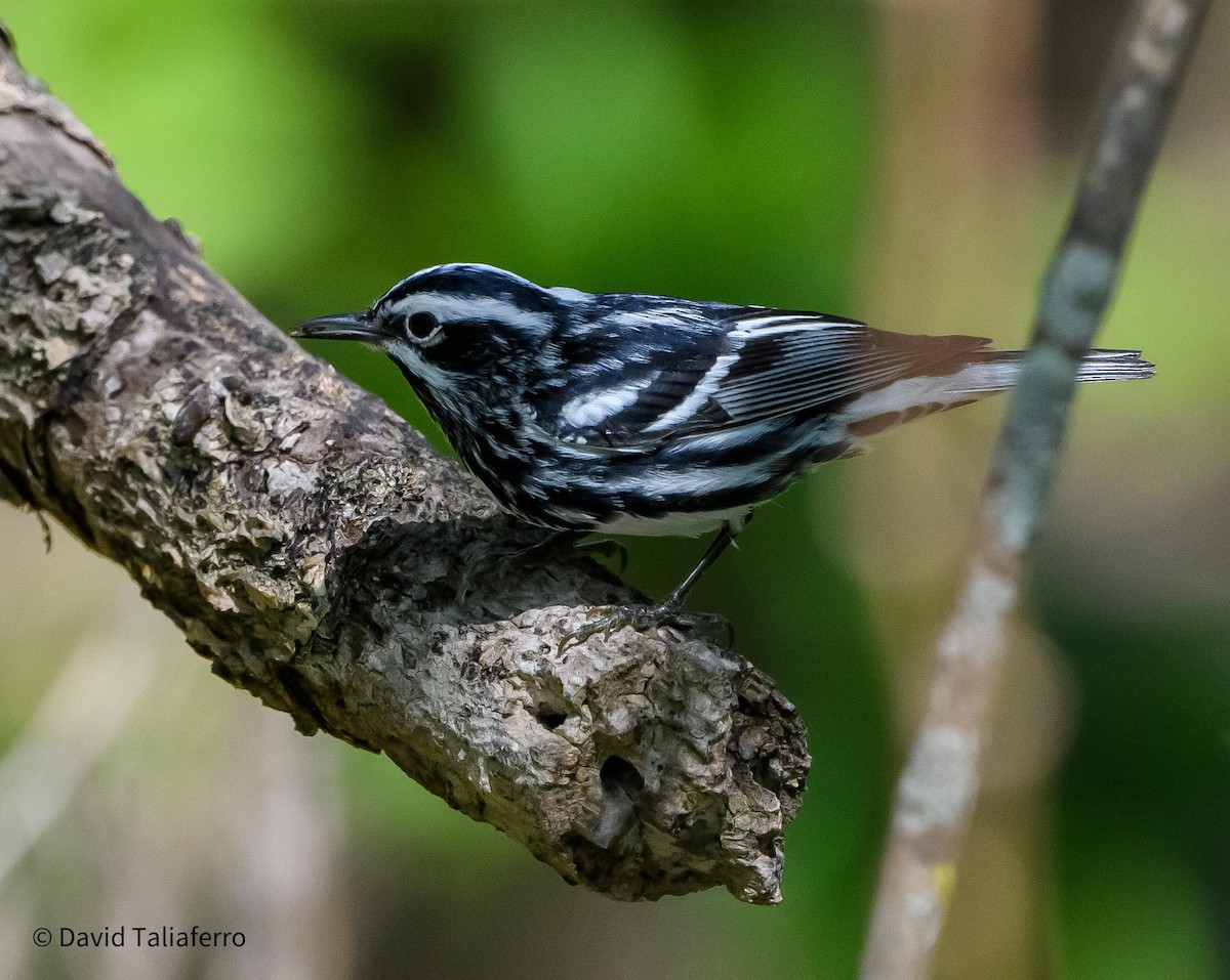 Black-and-white Warbler - ML618220666