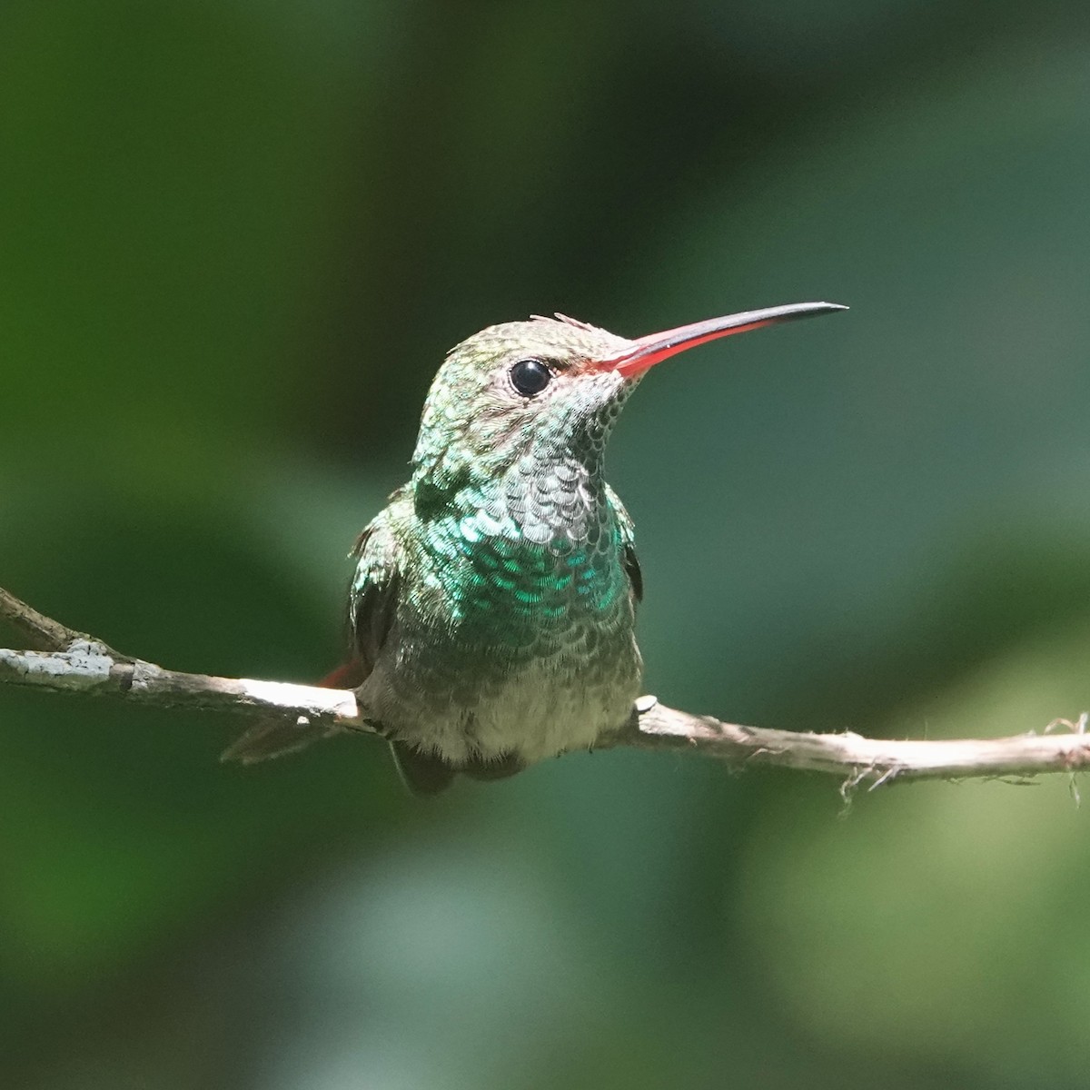Rufous-tailed Hummingbird - Jana Lagan