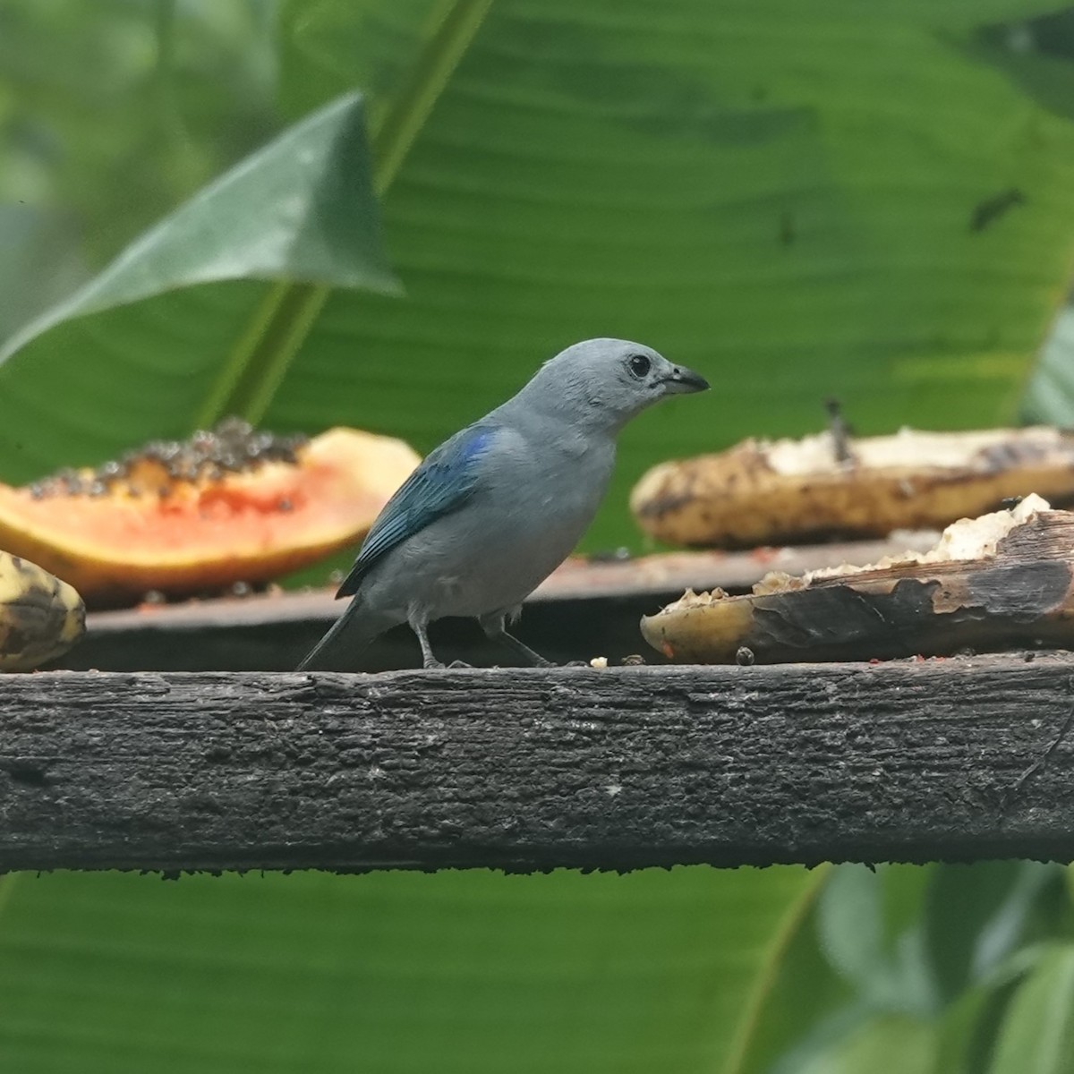 Blue-gray Tanager - ML618220767