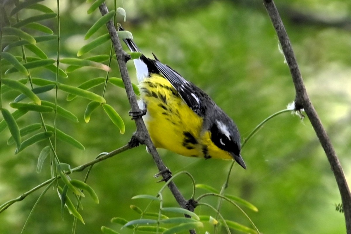 Magnolia Warbler - Mike Rome