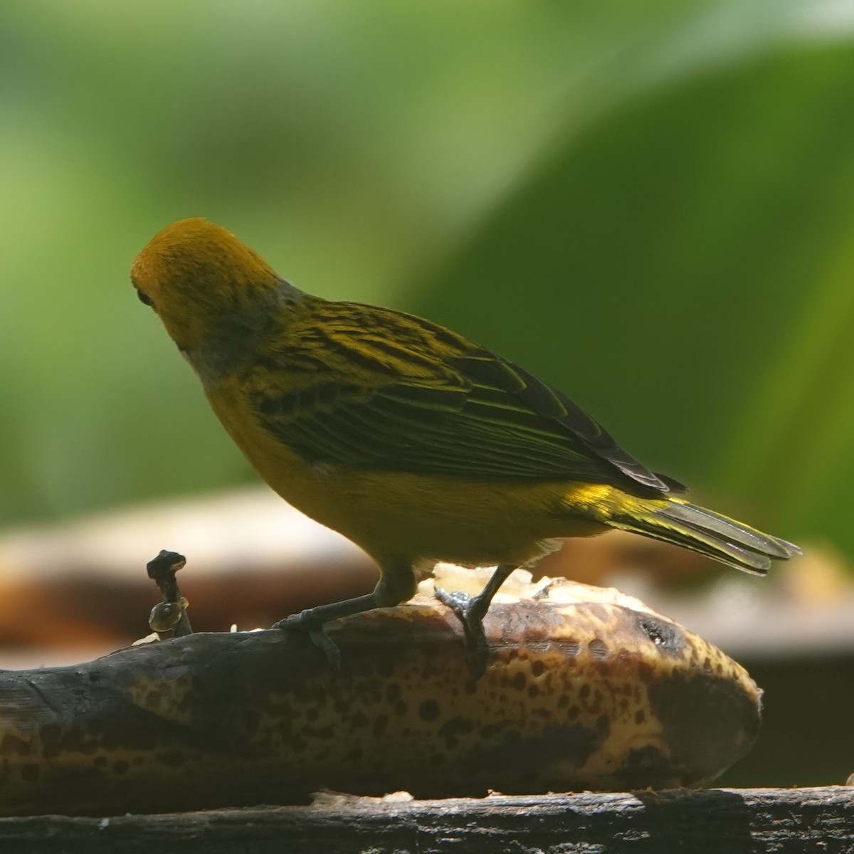 Silver-throated Tanager - ML618220771