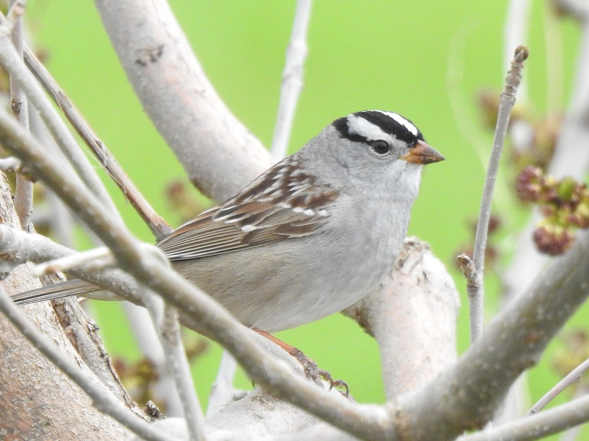 White-crowned Sparrow (Gambel's) - ML618220878