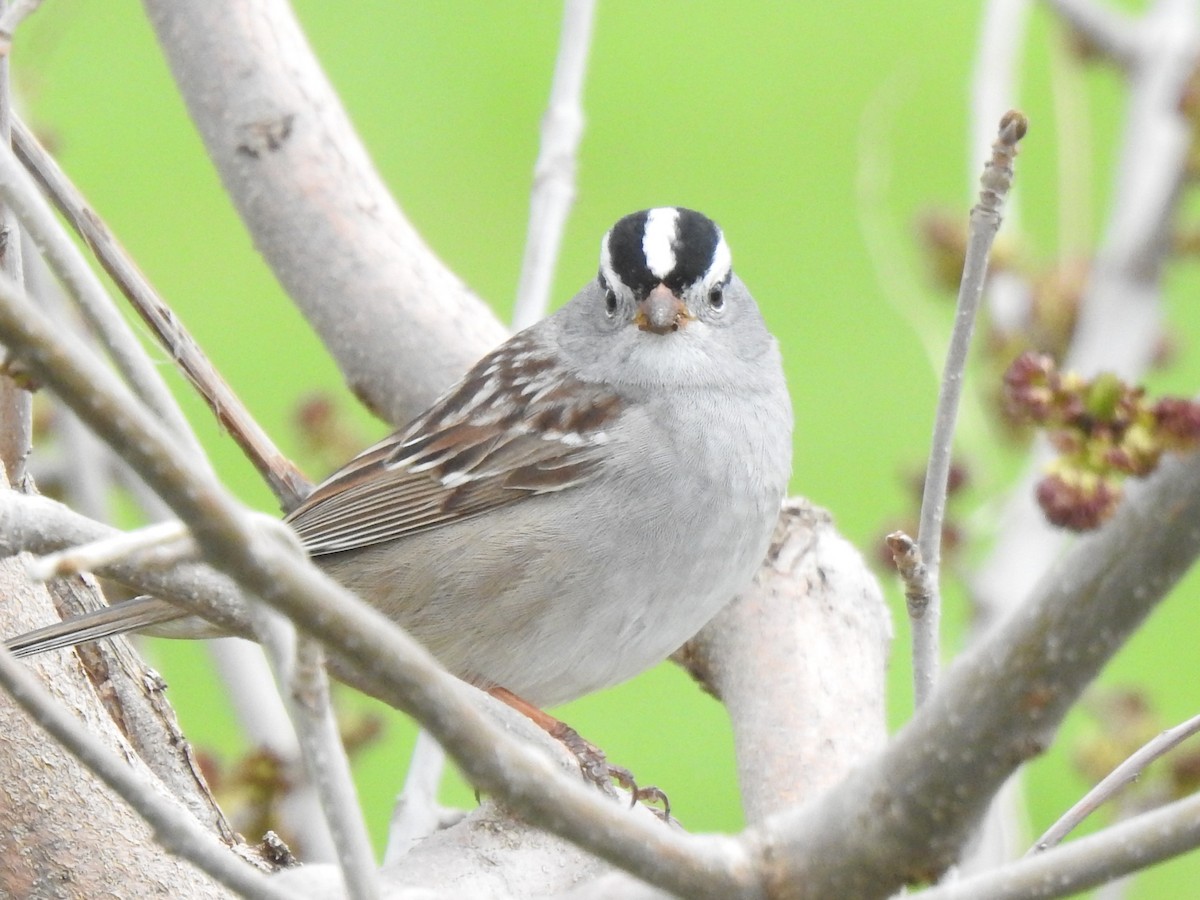 White-crowned Sparrow (Gambel's) - ML618220879