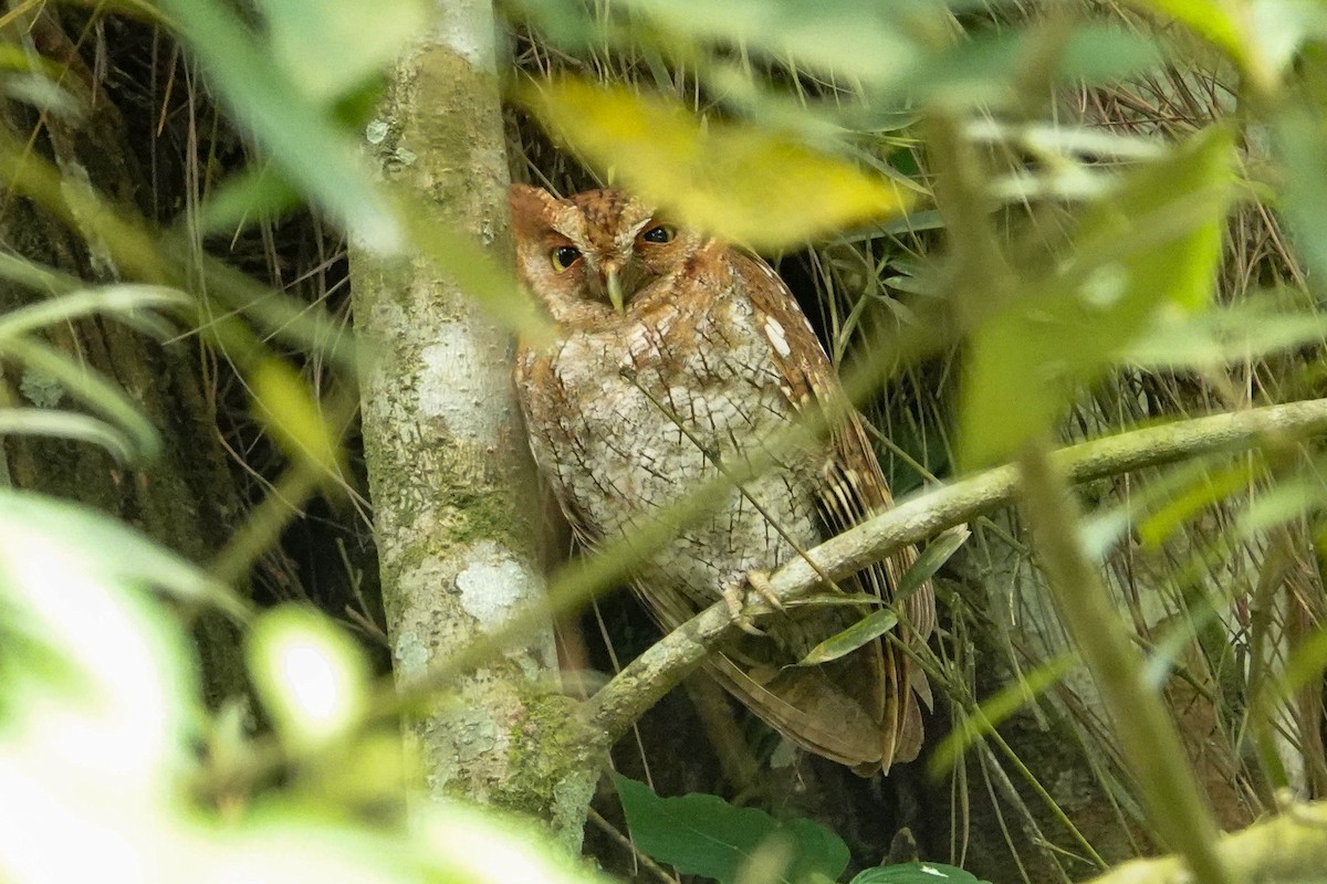 Tropical Screech-Owl - ML618220896