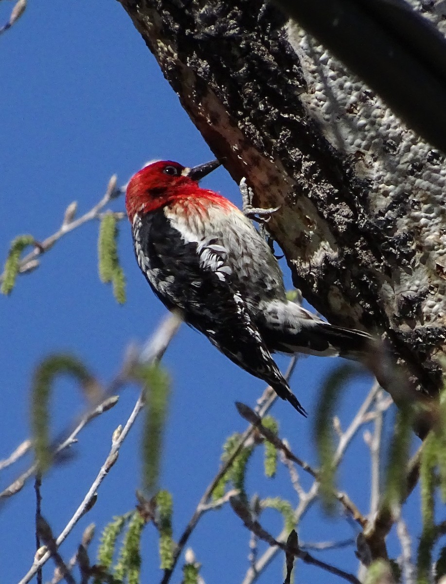 Red-breasted Sapsucker - ML618220900