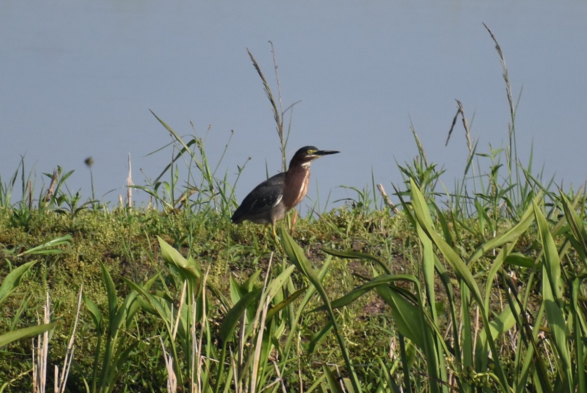 Green Heron - Claire H